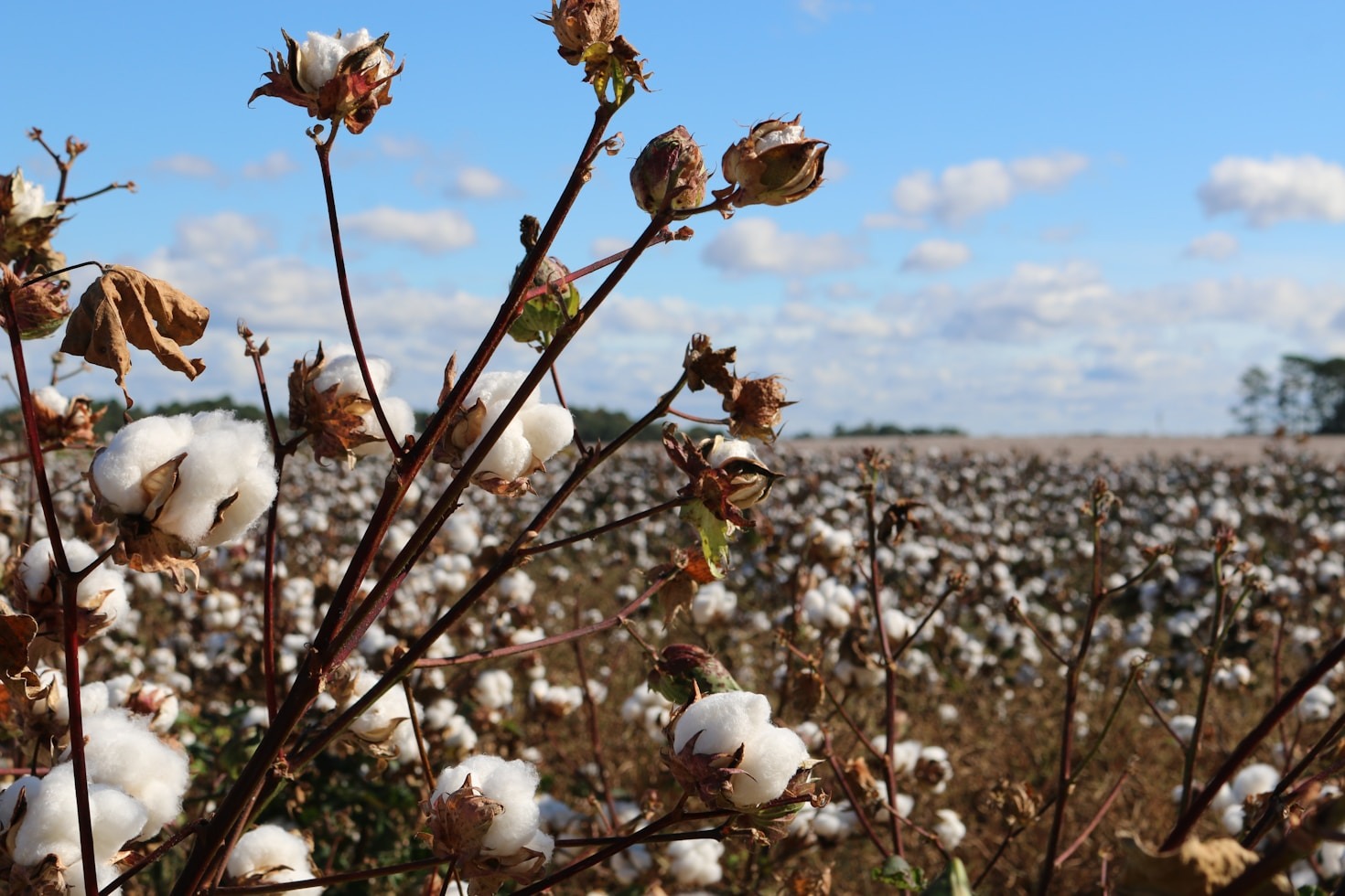 The History of Cotton: From Ancient Times to Modern Days